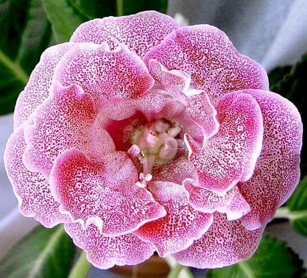 How to grow rosa & weiß gloxinia blumen