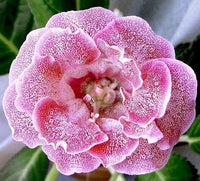 How to grow rosa & weiß gloxinia blumen