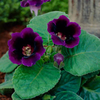 Gloxinia samen anpflanzung and growth in shaded garten