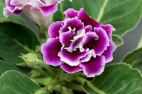 Violett Weiß Gloxinie Blumensamen zur Aussaat – Landhaus Garten wichtig – Traditionssorte & ohne Gentechnik Samen Hausgarten