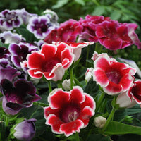 Gloxinia pflanzen wachsend in shaded area