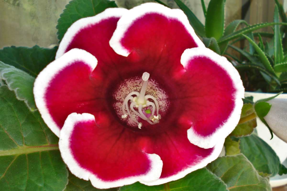 Gemischt Gloxinie Blumensamen zur Aussaat Landhaus Garten wichtig Traditionssorte & ohne Gentechnik Samen Hausgarten