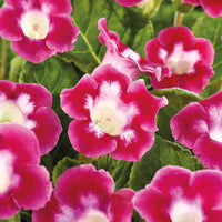 Rot Gloxinie Blumensamen üppig Blüten einfache Aussaat