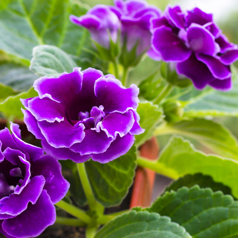 Semi di gloxinia viola e bianca: la delizia floreale ideale da seminare