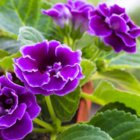Rot Gloxinie Blumensamen üppig Blüten einfache Aussaat