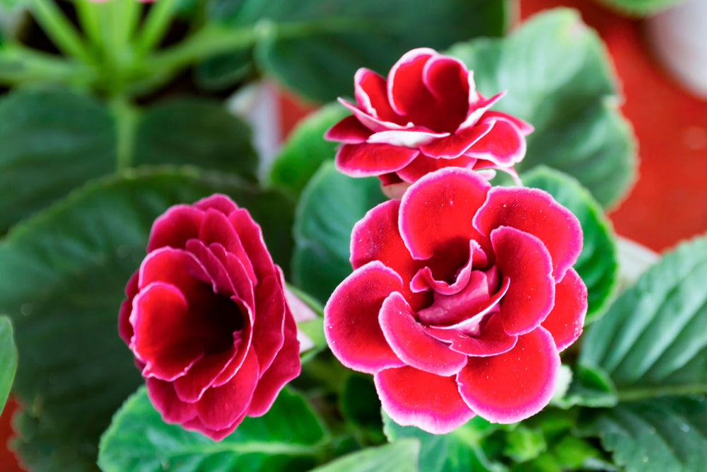 Lila Weiß Gloxinie Blumensamen zur Aussaat Schnitt Blume beliebt Traditionssorte & ohne Gentechnik Samen Hausgarten