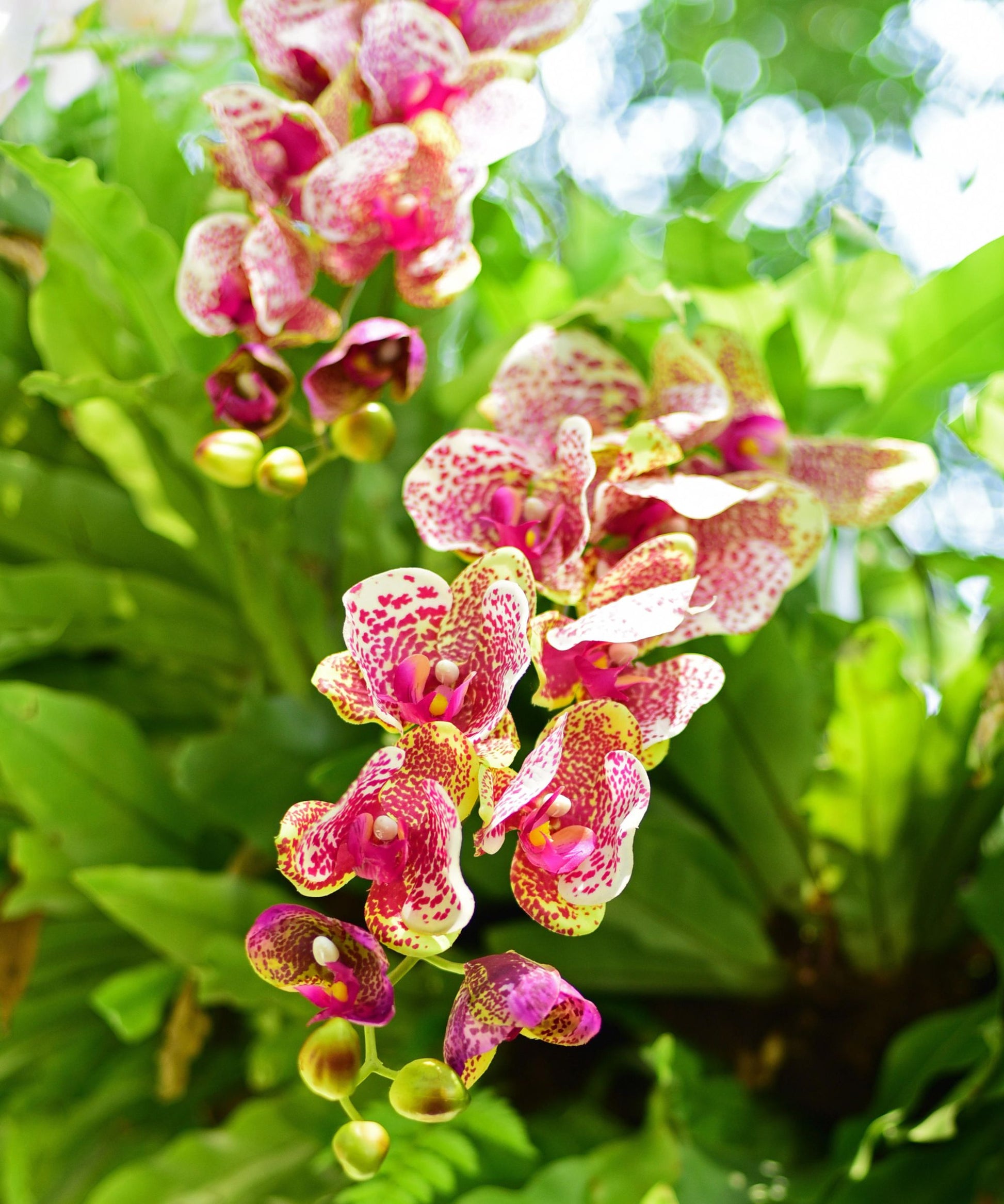 Gemischt Orchidee Blumensamen einfache Aussaat