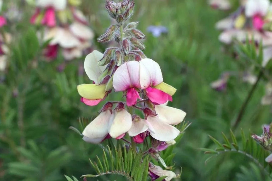 Goat's Rue Blumensamen zur Aussaat saisonal Dauerblüher Traditionssorte & ohne Gentechnik Samen Hausgarten