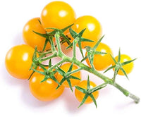 Gold currant traditionelle tomato pflanze with clusters