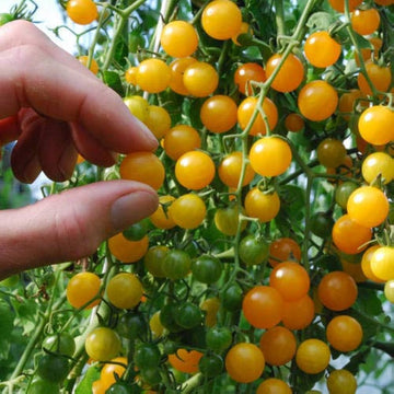 Gold currant tomato samen für aussaat