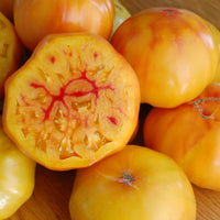 Gold medal traditionelle gelbe tomatoes wachsend on pflanze
