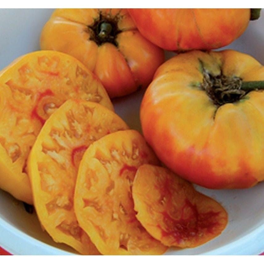 Gold medal gelbe tomato samen für aussaat