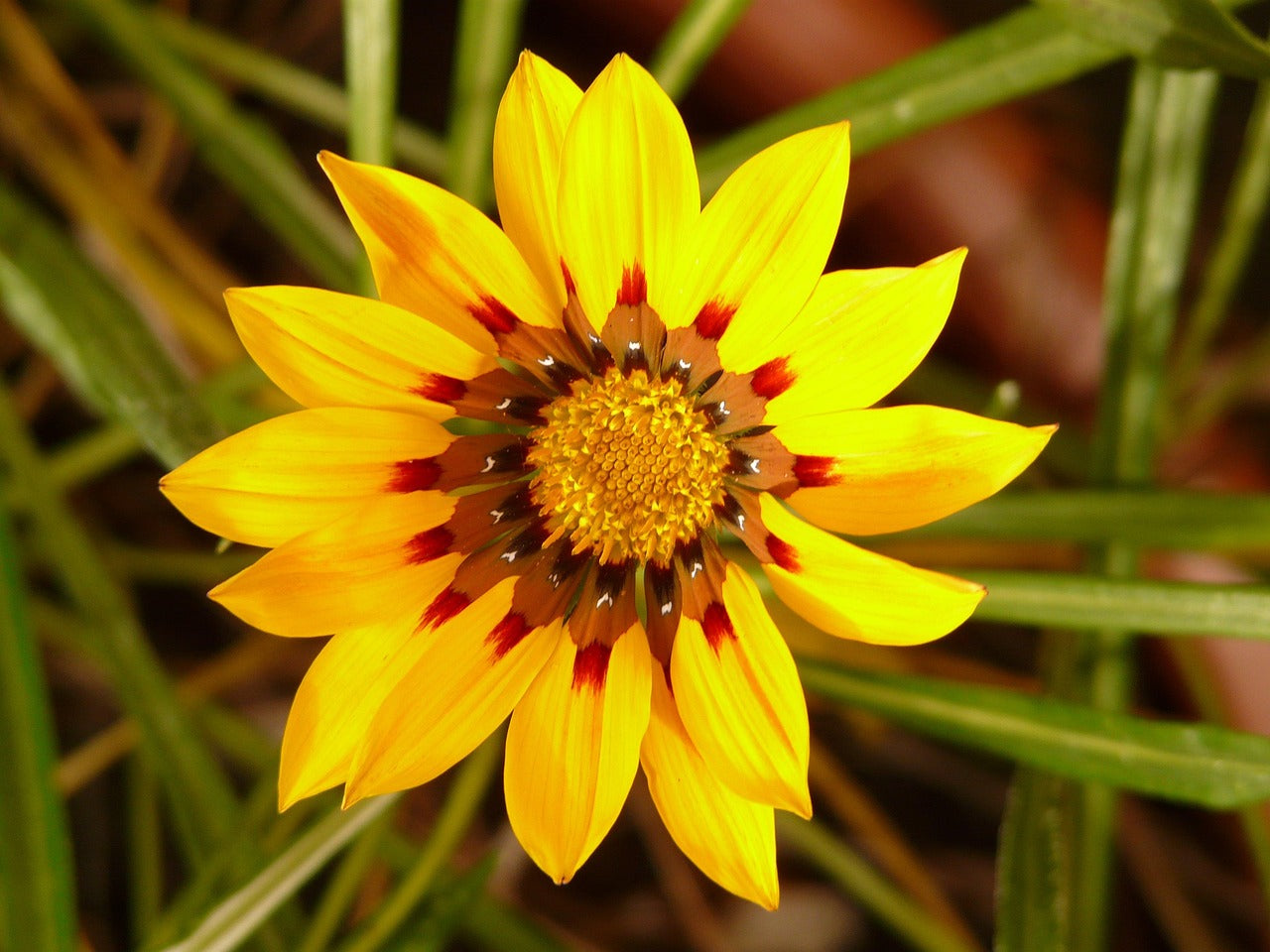 Rot Gelb Mittagsgold Blumensamen Aussaat