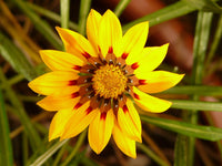 Rot Gelb Mittagsgold Blumensamen Aussaat