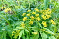 Native perennial Golden Alexander grown from gentechnikfrei Samen