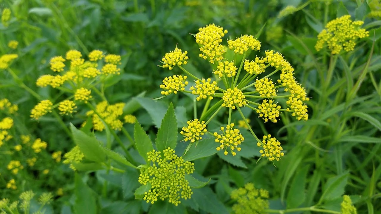 Yellow Blume umbels from Golden Alexander Samen attracting pollinators