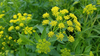 Yellow Blume umbels from Golden Alexander Samen attracting pollinators