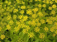 Golden Alexander Samen Zizia aurea producing bright yellow native blooms
