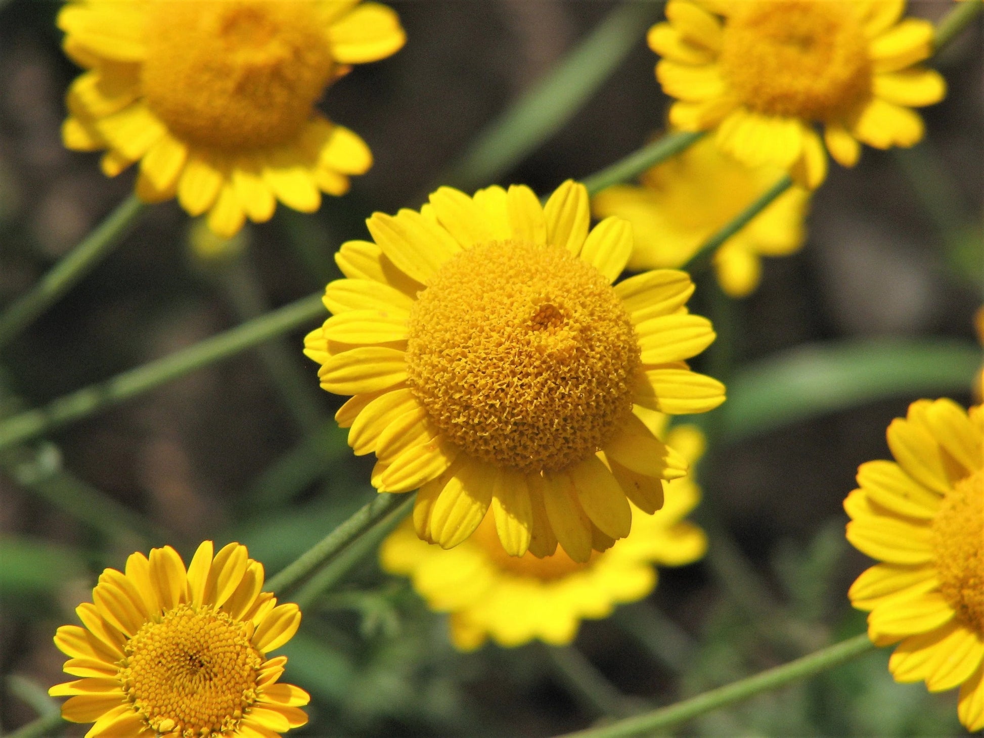 Seedlings of Golden Marguerite Daisy Anbau in Garten soil