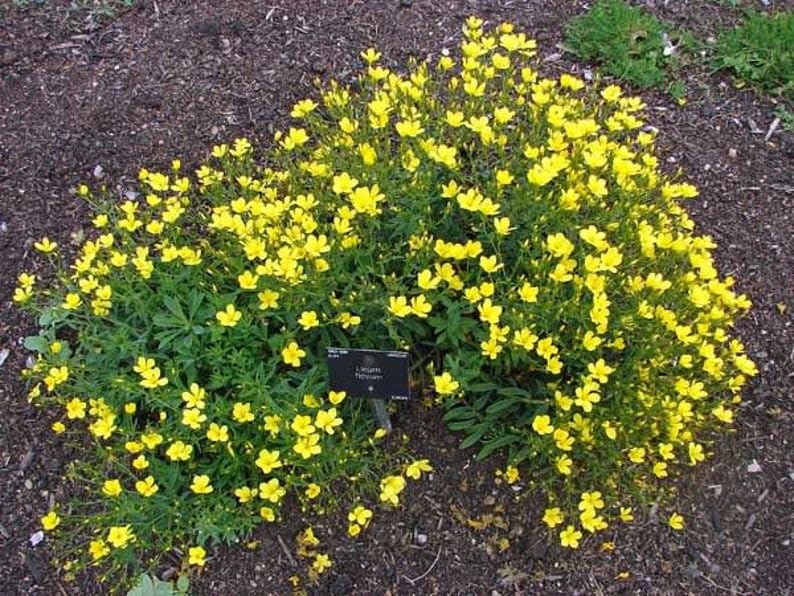 Golden Flax perennial with upright yellow Blumen
