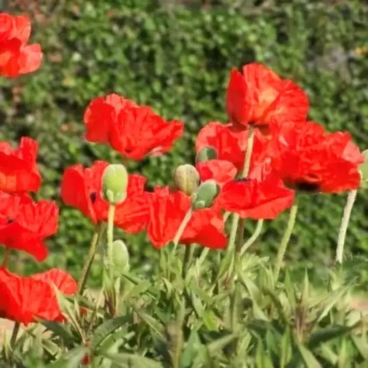 Rot Eschscholtzia Blumensamen zur Aussaat leuchtend Blüten Traditionssorte & ohne Gentechnik Samen Hausgarten