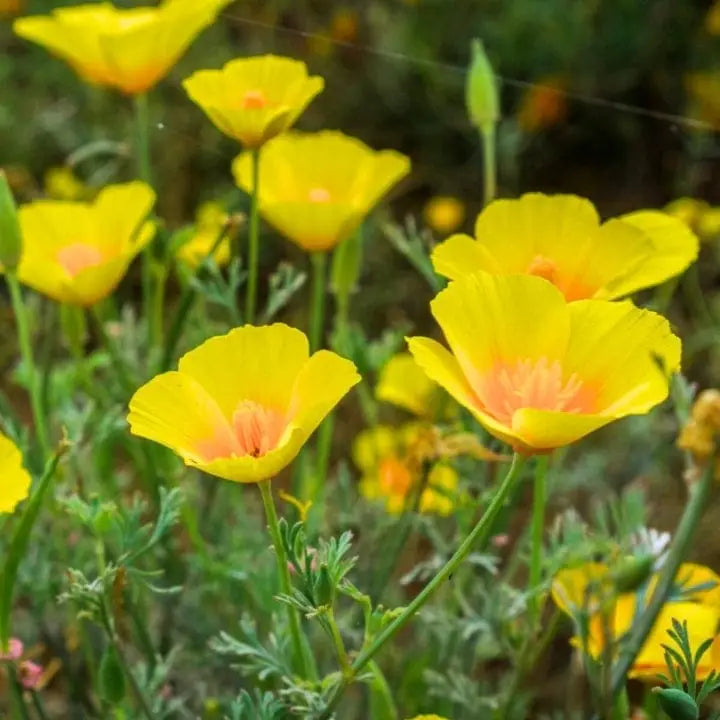 Cali Blumensamen zur Aussaat – Wildblume Mischung – Traditionssorte & ohne Gentechnik Samen Hausgarten