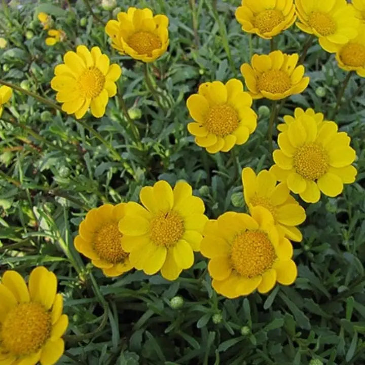 Studentenblume Chrysantheme Blumensamen zur Aussaat saisonal Dauerblüher Traditionssorte & ohne Gentechnik Samen Hausgarten