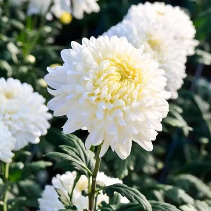 Weiß Chrysantheme Blumensamen zur Aussaat – sonnenliebend – Traditionssorte & ohne Gentechnik Samen Hausgarten