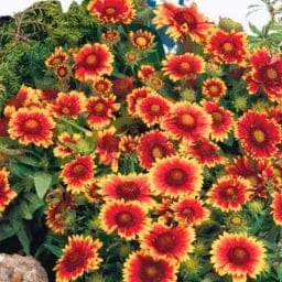 Gelb Rot Aristata Blumensamen zur Aussaat – ideal Rabatten – Traditionssorte & ohne Gentechnik Samen Hausgarten