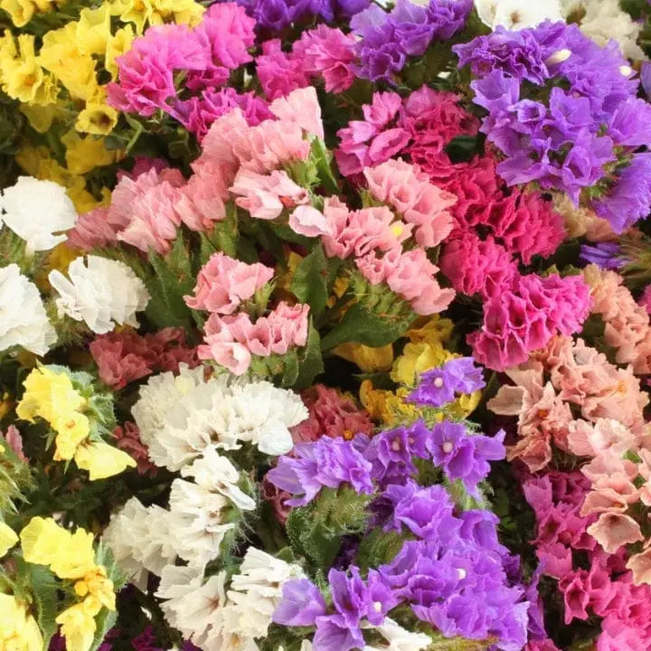 Gemischt Limonium Samen zur Aussaat farbenfroh einjährig Blumen