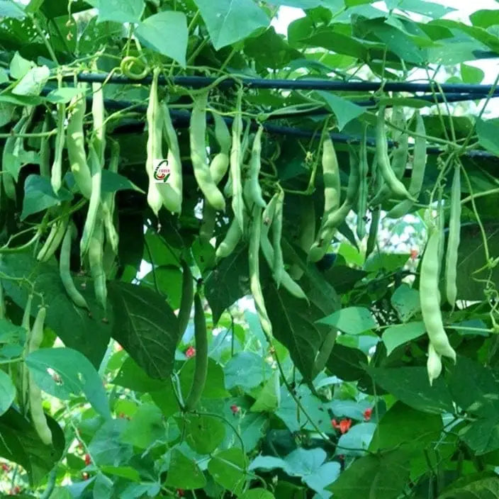 Pole Bean Garden Samen  Ideal for Vertical Planting in Warm Seasons
