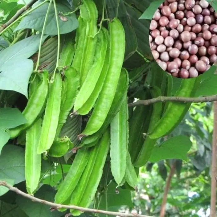 Semi di fagioli alati verdi per una semina facile