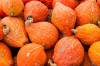 Golden hubbard squash pflanzen wachsend in garten