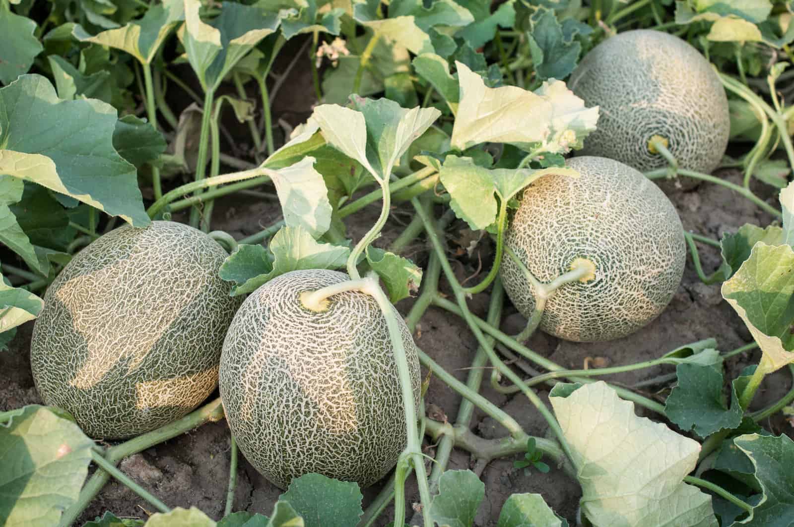 Golden karamel melon wachsend in summer garten