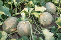 Golden karamel melon wachsend in summer garten