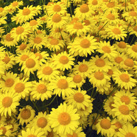 Golden Marguerite grown from Samen in cottage Garten