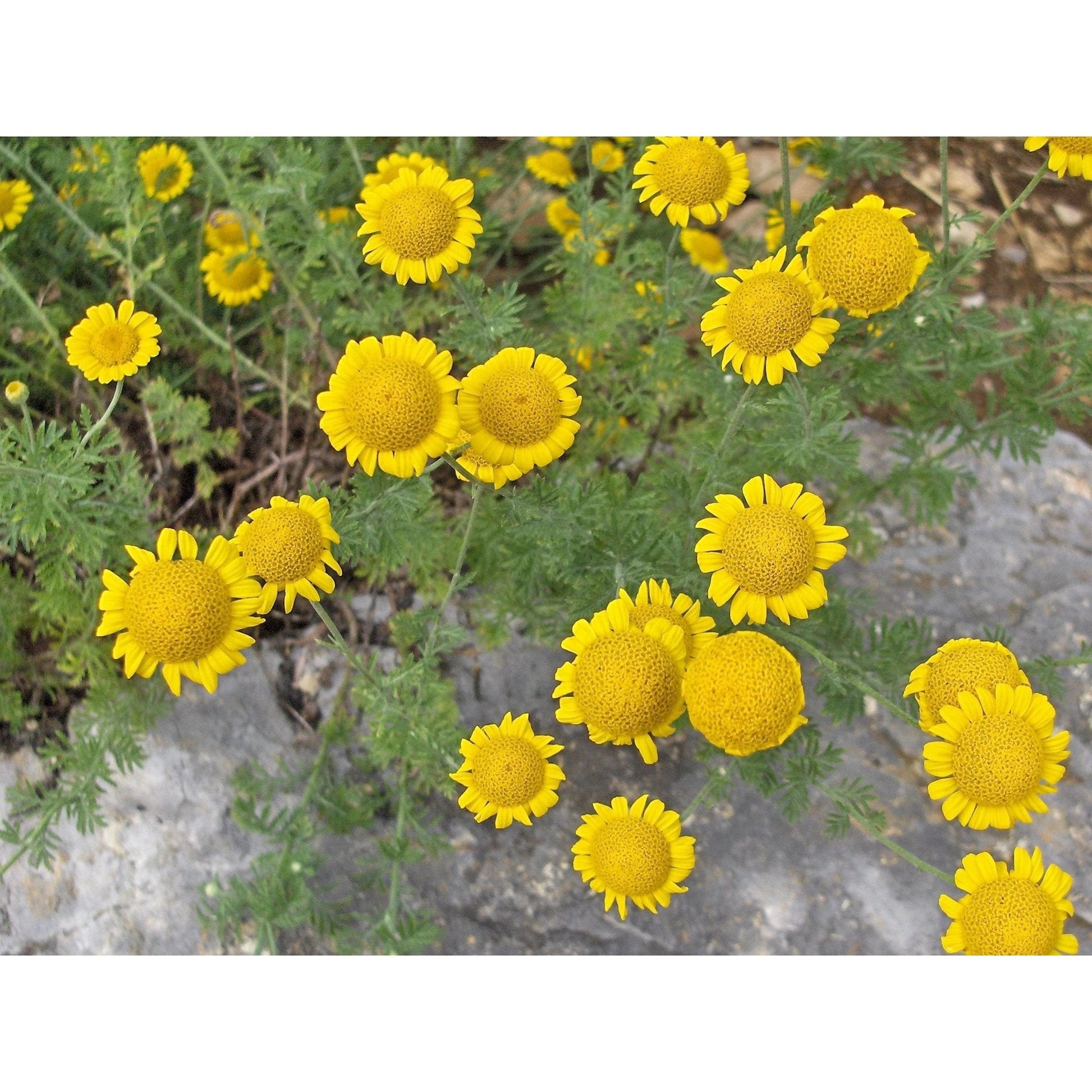 Golden Marguerite Daisy in full bloom showing bright yellow Blumen