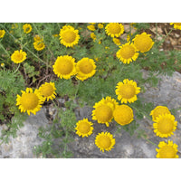 Golden Marguerite Daisy in full bloom showing bright yellow Blumen