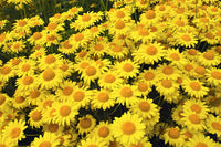 Packet of Golden Marguerite Daisy Samen for Aussaat