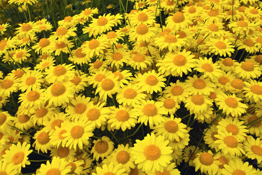 Packet of Golden Marguerite Daisy Samen for Aussaat