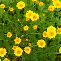 Golden Marguerite Samen Anthemis tinctoria yellow perennial