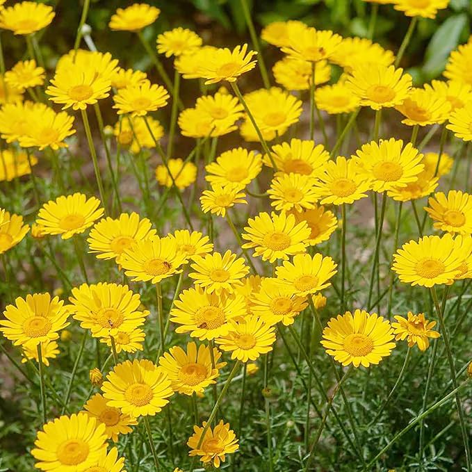 Golden Marguerite Samen Aussaat and germination guide