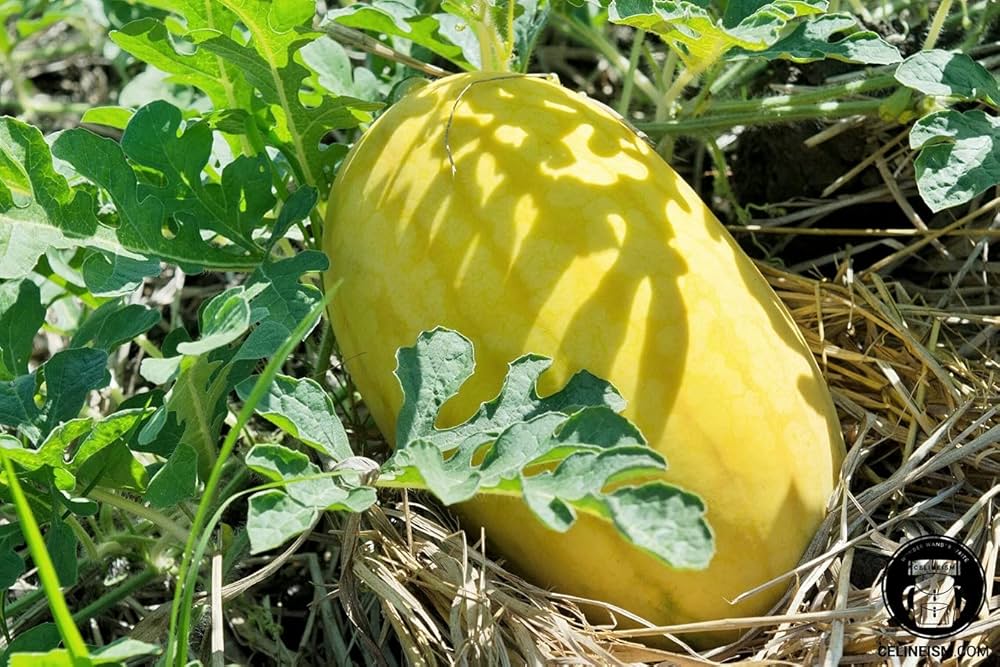 Golden pioneer hybrid watermelon samen für asian watermelon wachsend
