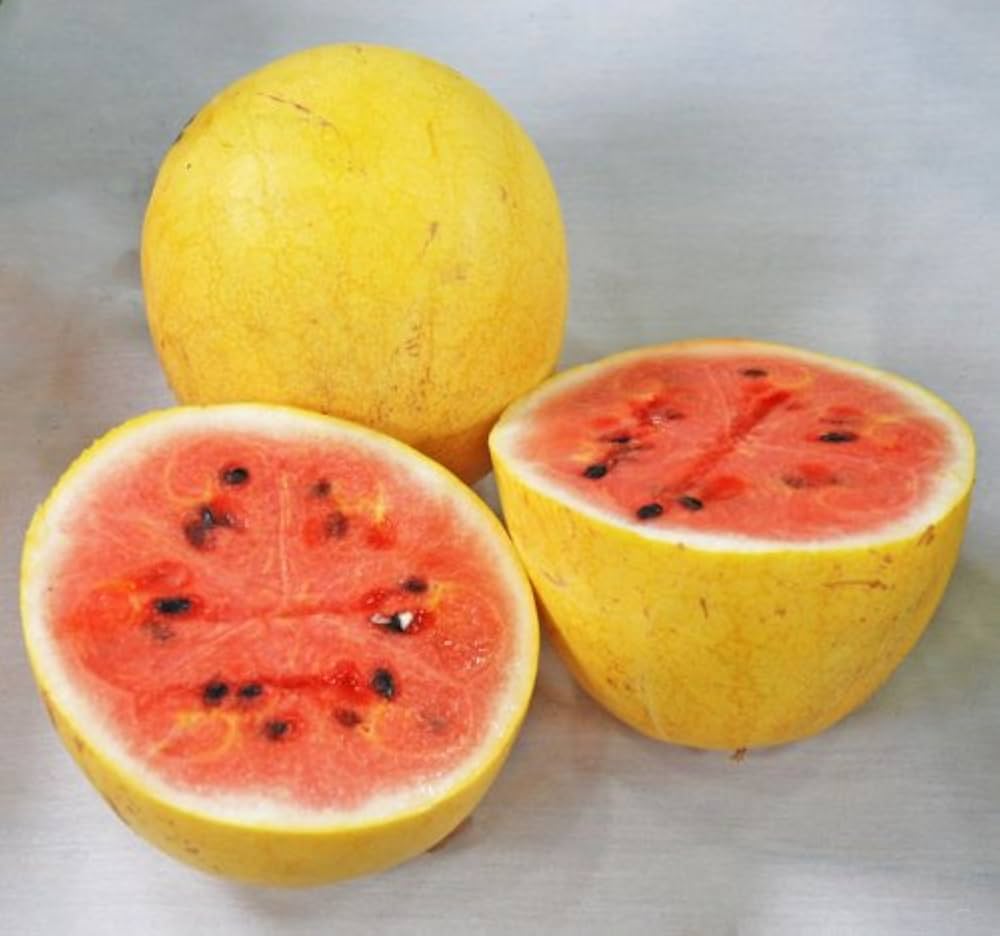 Closeup of rind aus golden pioneer hybrid watermelon samen