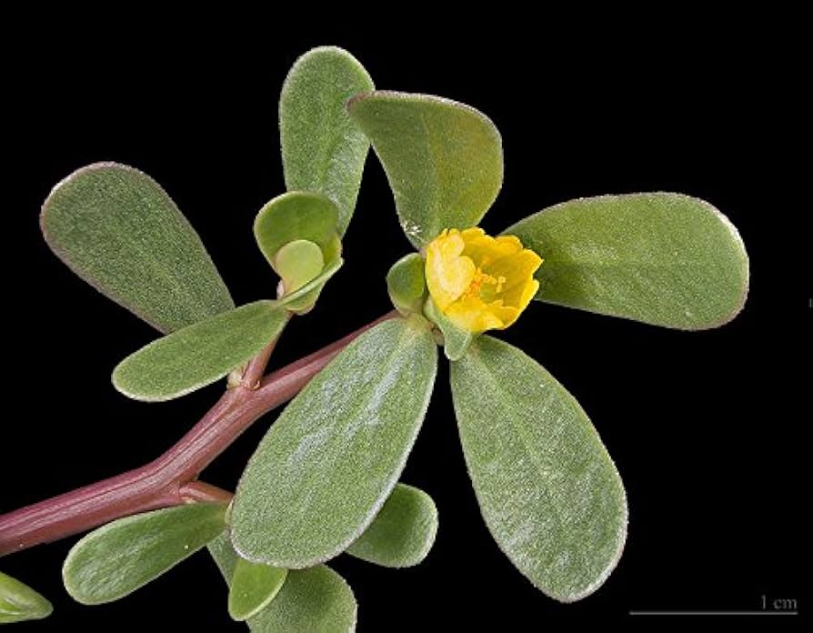 Mature Golden Purslane Pflanze with Yellow Blumen