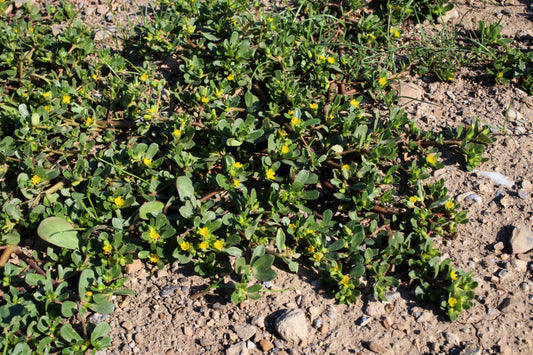 biologisch Golden Purslane Portulaca Sativa gentechnikfrei Samen for Aussaat