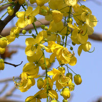 Golden shower tree with bright gelb blooms