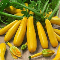 Golden zucchini pflanzen wachsend in a garten