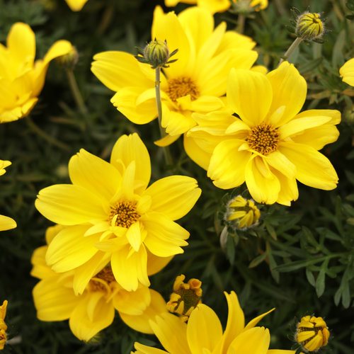 Gelb Bidens Blume Garten Aussaat – Samen farbenfroh Floral Arrangements
