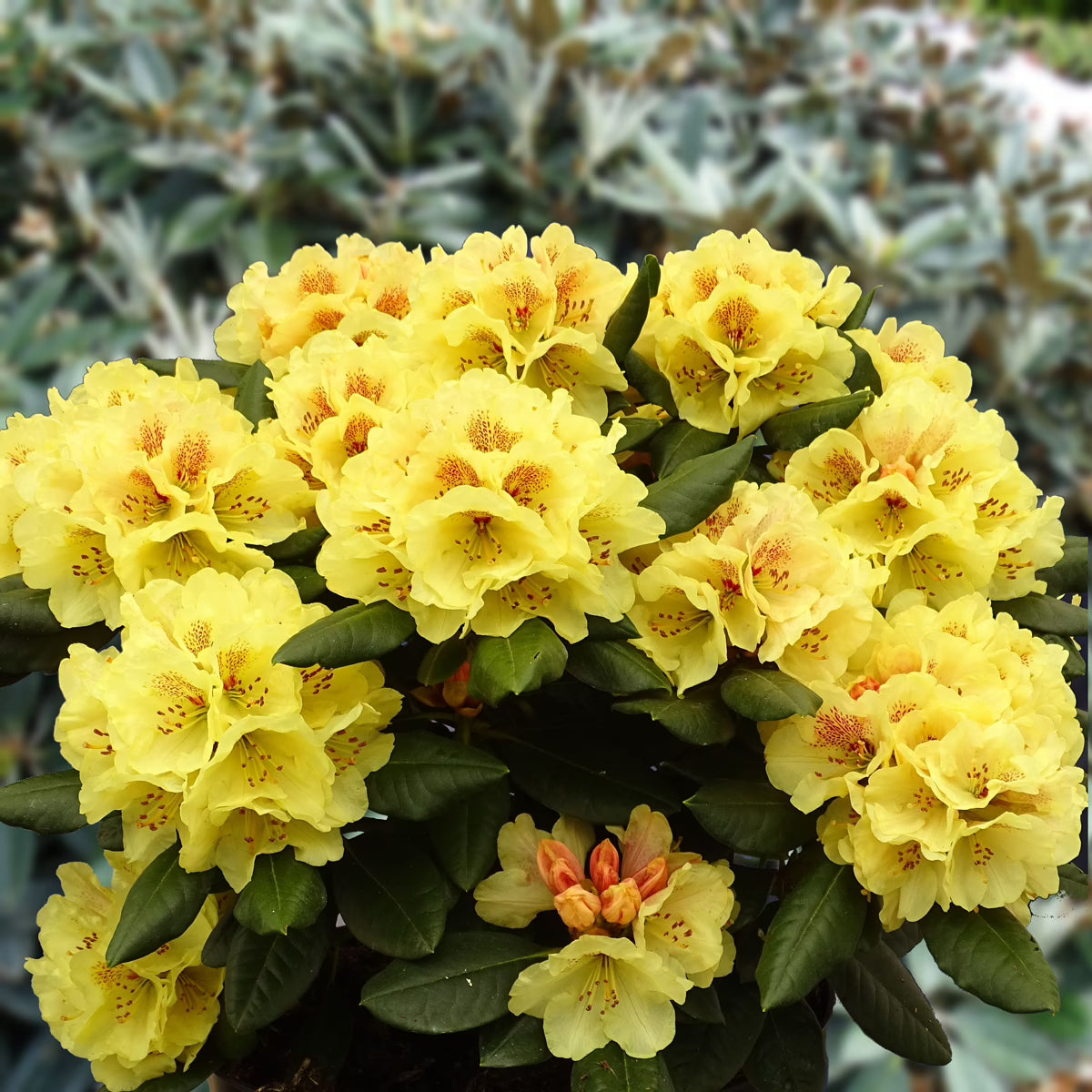 Rhododendron Blumensamen zur Aussaat duftend Blüten Traditionssorte & ohne Gentechnik Samen Hausgarten
